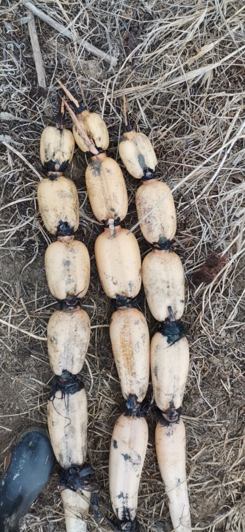 基地种植，长期稳定供应优质莲藕，货，货源充足稳定