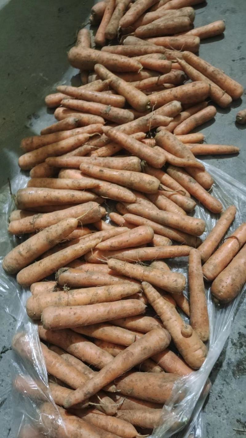 电商胡萝卜，土萝卜，带泥胡萝卜北京包常年大量供应价低