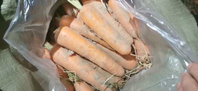 电商胡萝卜，土萝卜，带泥胡萝卜北京包常年大量供应价低