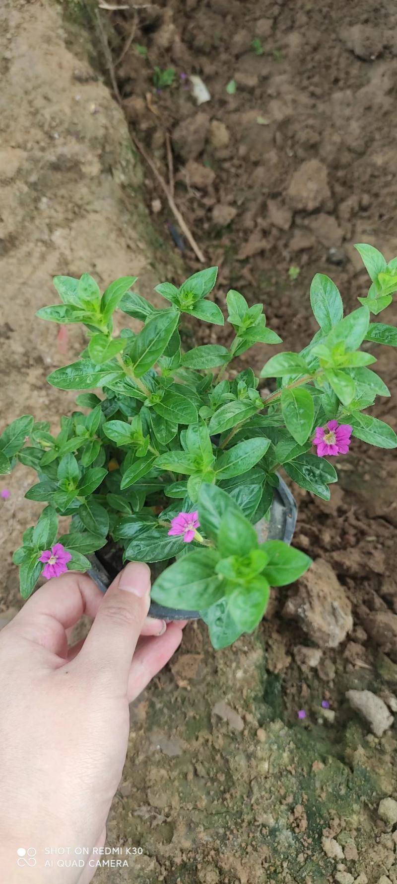 绿叶满天星绿化专用基地直发质量保证