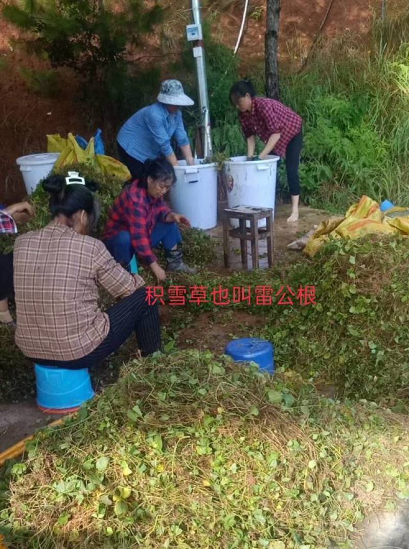 积雪草提取液积雪草纯露，深山有机土壤积雪草
