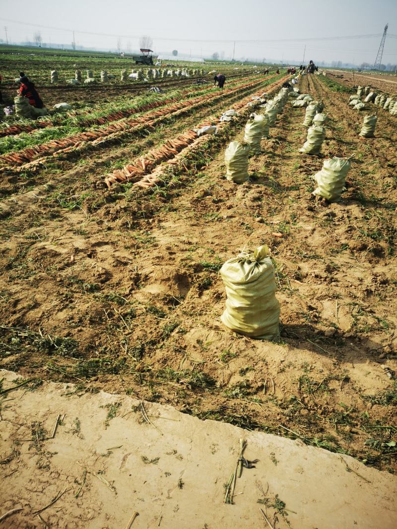 电商胡萝卜，土萝卜，带泥胡萝卜北京包常年大量供应价低