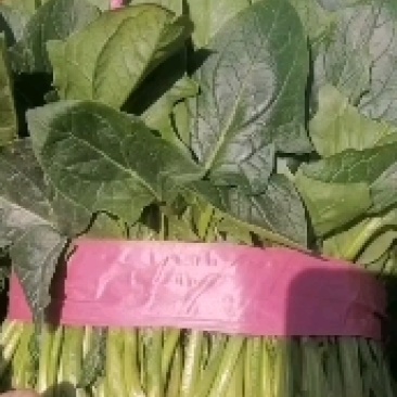 菠菜