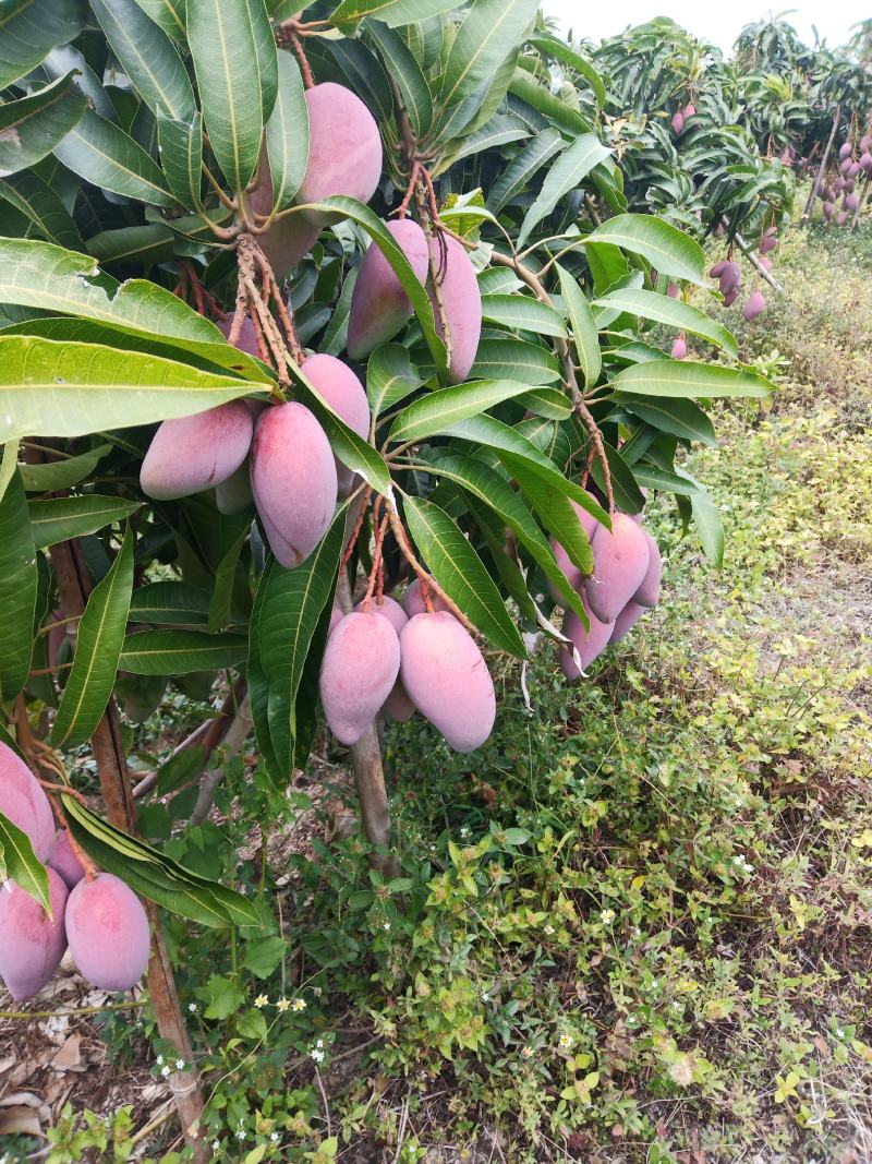 海南贵妃芒