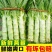 [强烈推荐]莴笋红叶香莴苣原产地发货欢迎来电采购