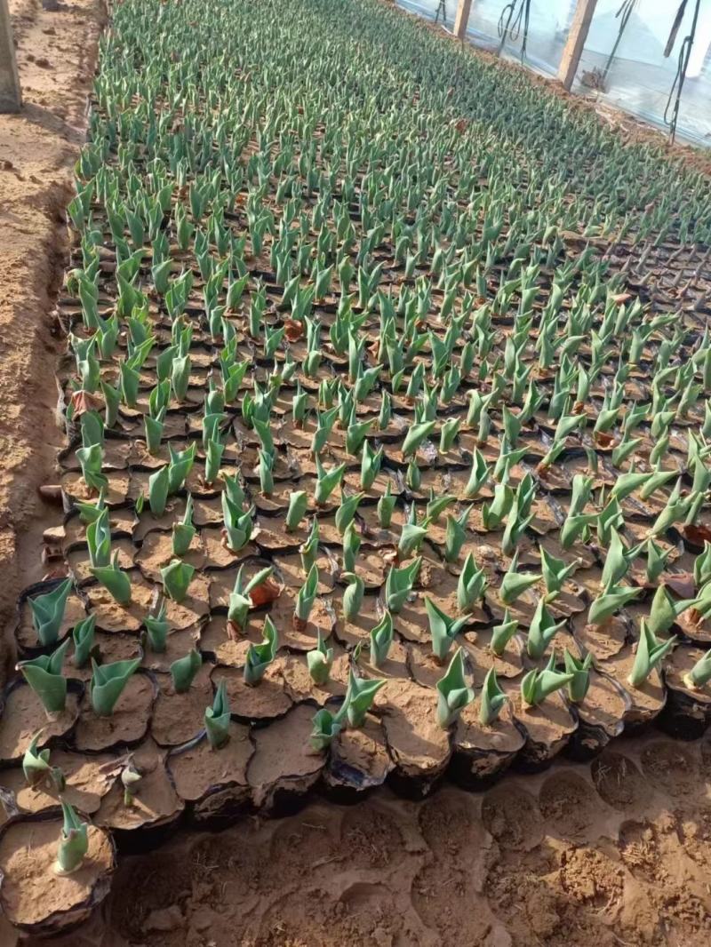 郁金香基地直发质量保证绿化花海的不二选择品种齐全