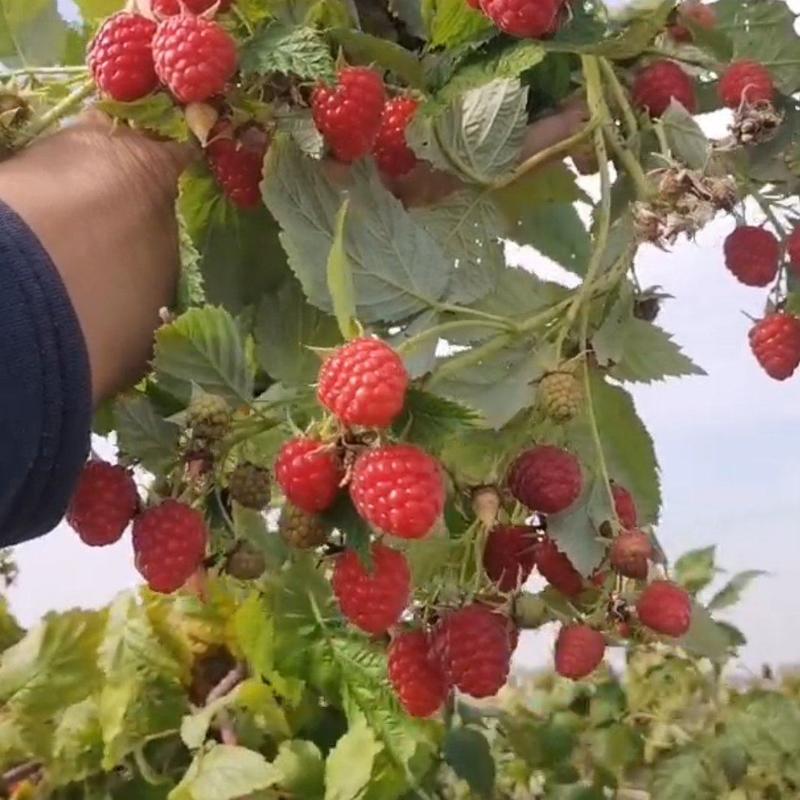 各种新品种树莓苗组培脱毒苗，红树莓，黄树莓，黑树莓