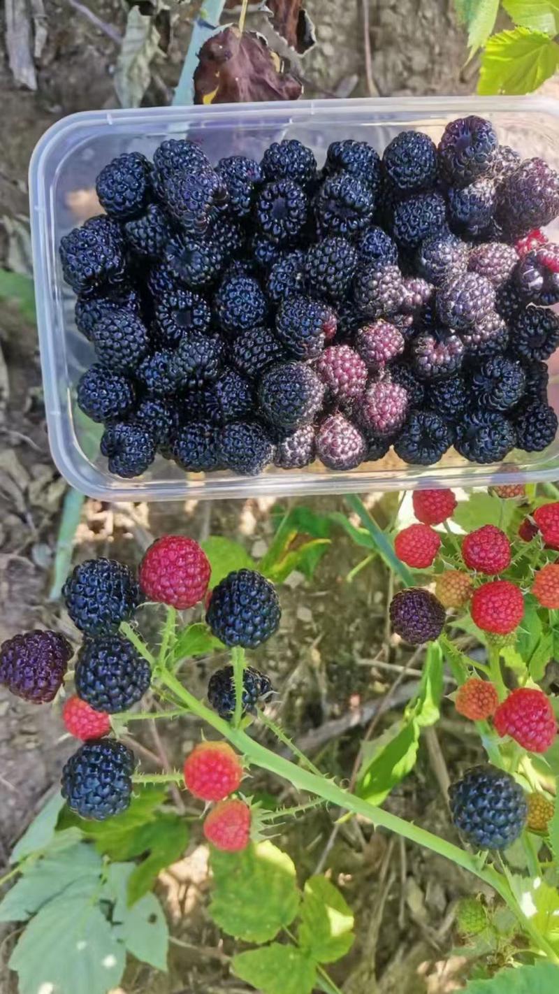 各种新品种树莓苗组培脱毒苗，红树莓，黄树莓，黑树莓