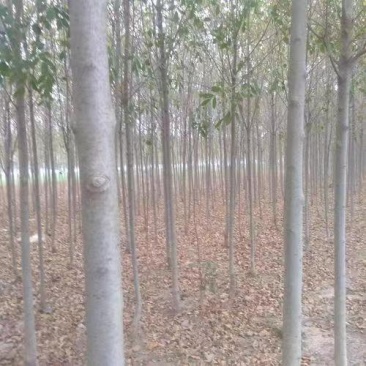 大量出售白蜡苗