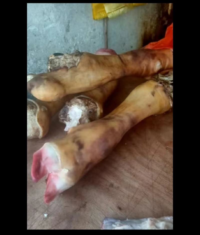 贵州土黄牛牛蹄
