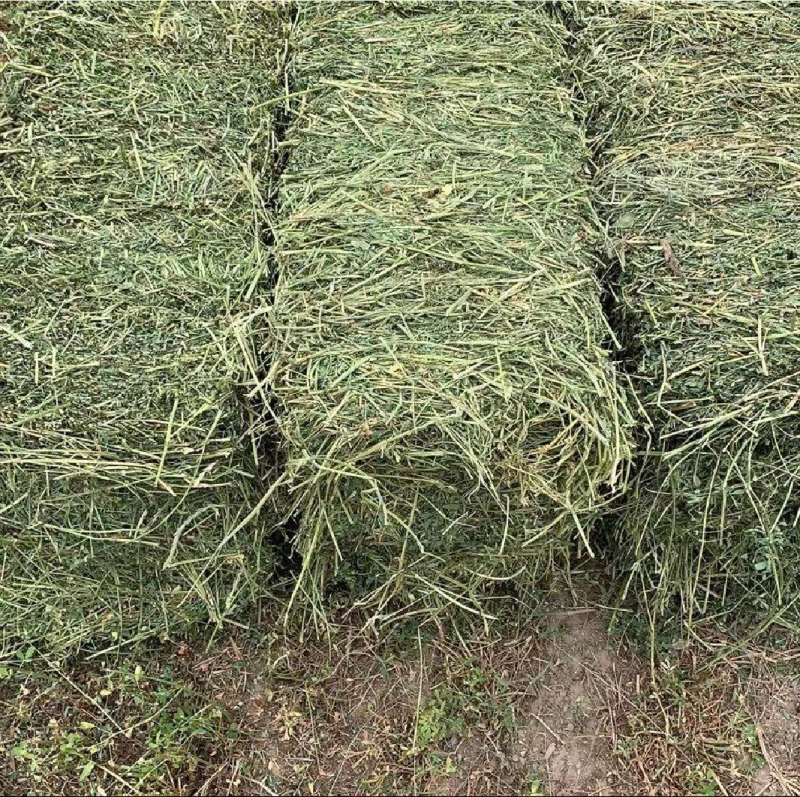 苜蓿草高蛋白优质适合猪牛羊马
