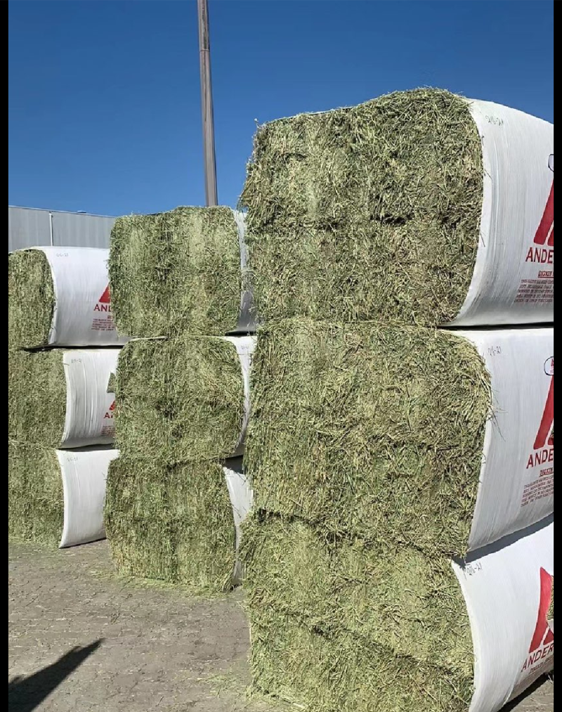 苜蓿草高蛋白优质适合猪牛羊马