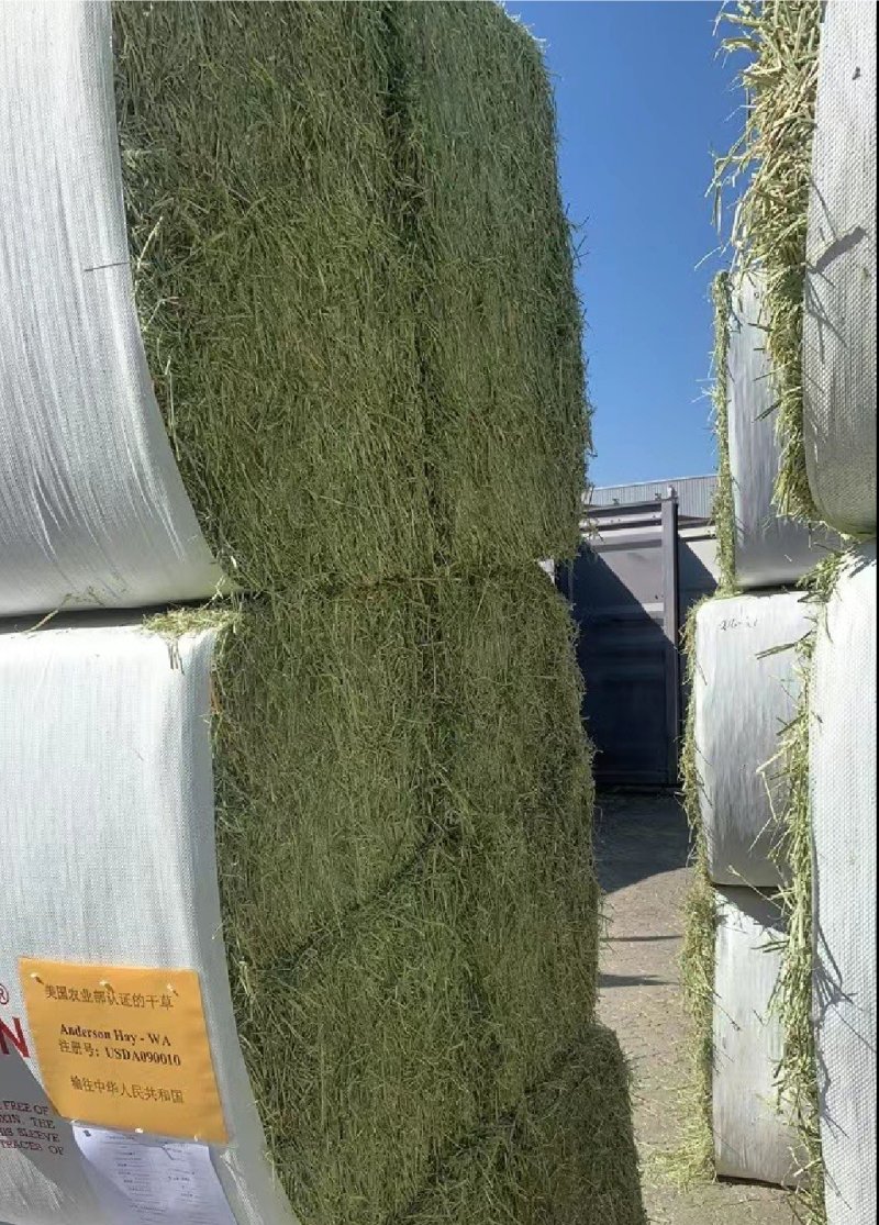 苜蓿草高蛋白优质适合猪牛羊马