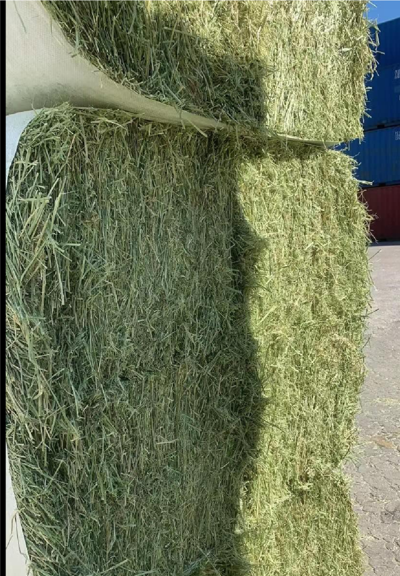 苜蓿草高蛋白优质适合猪牛羊马