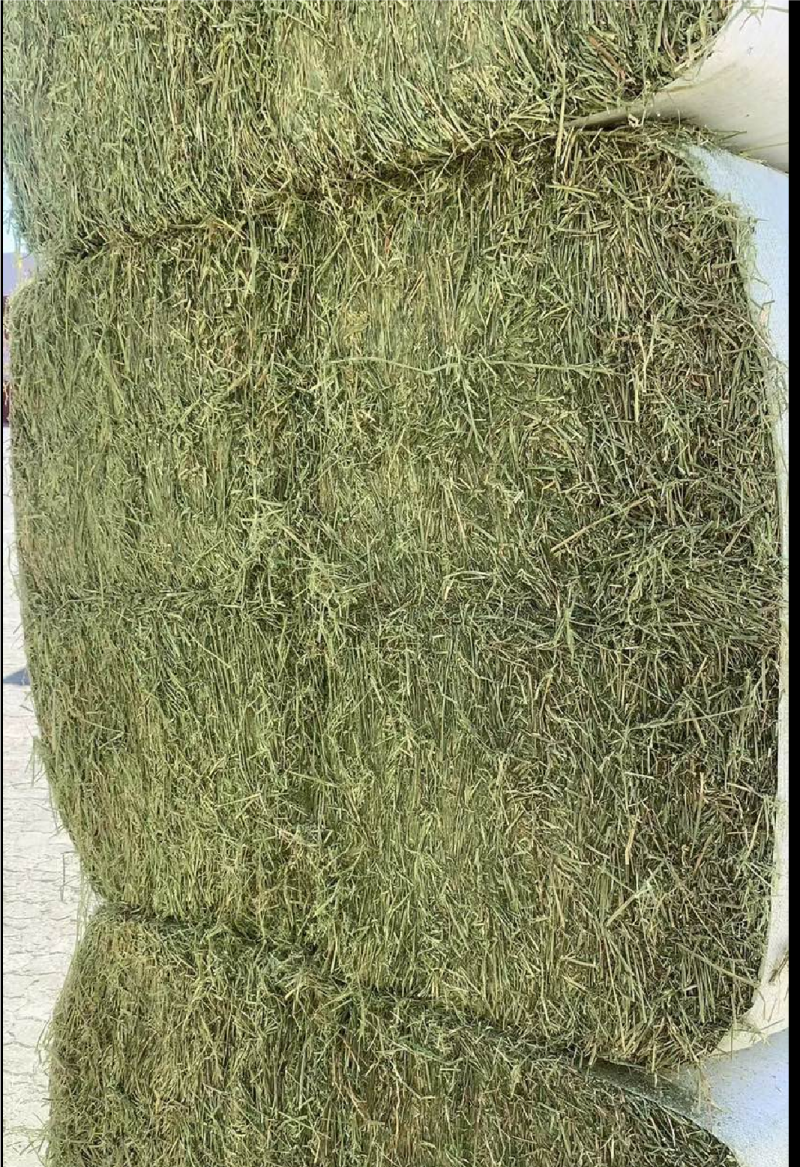 苜蓿草高蛋白优质适合猪牛羊马