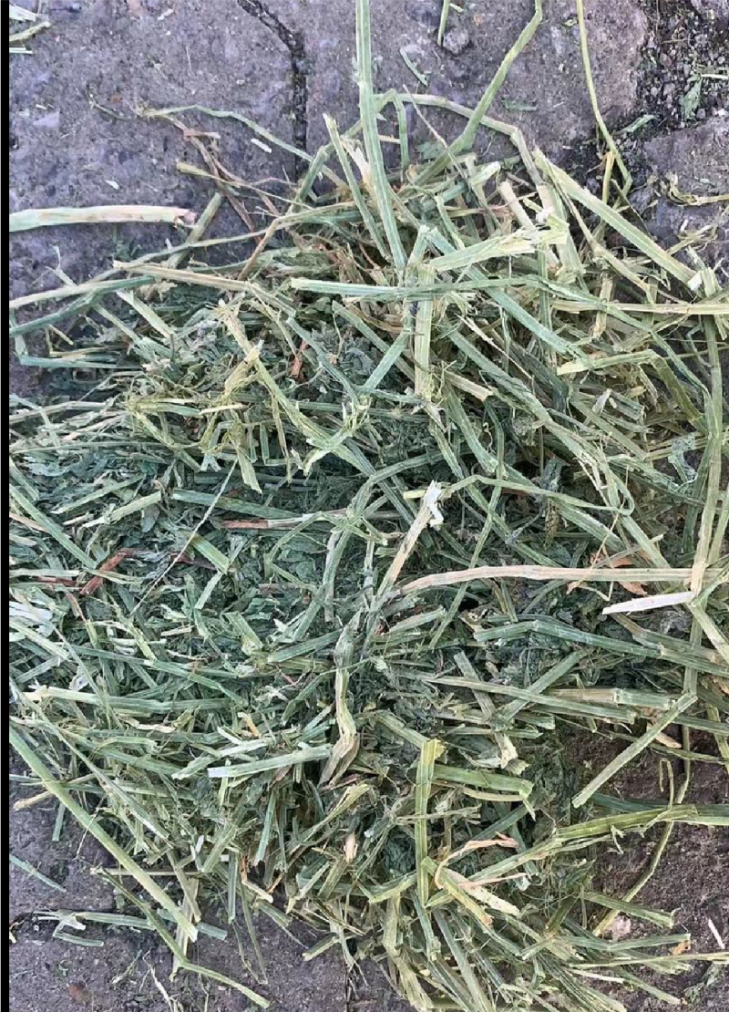 苜蓿草高蛋白优质适合猪牛羊马