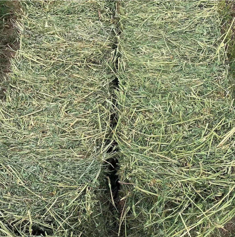 苜蓿草高蛋白优质适合猪牛羊马