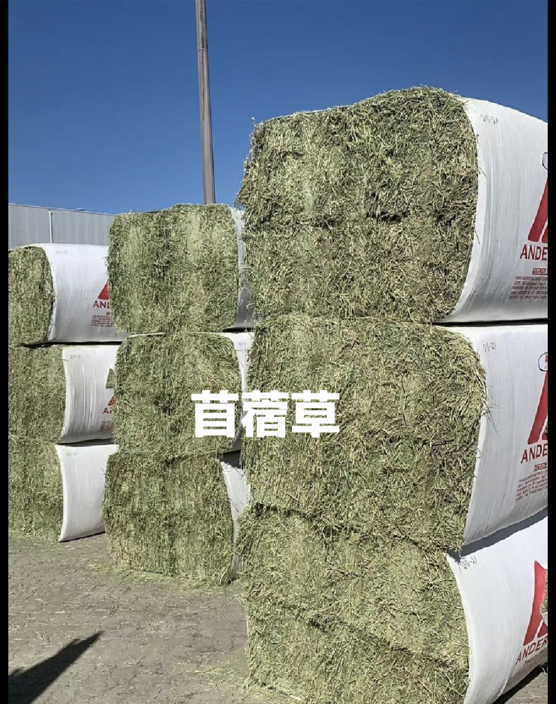 苜蓿草高蛋白优质适合猪牛羊马