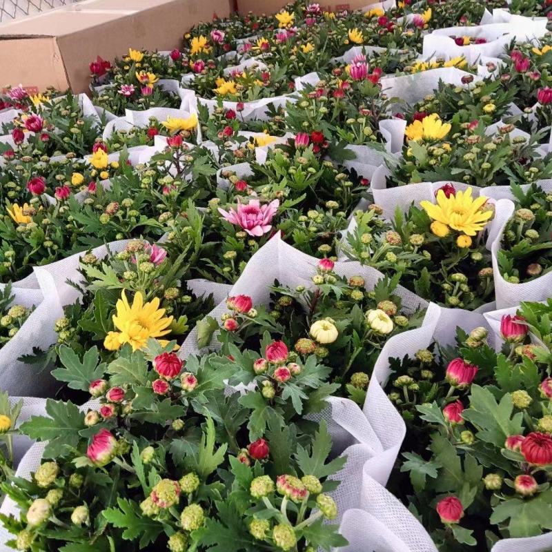 荷兰菊清明专用绿化专用基地直发质量保证