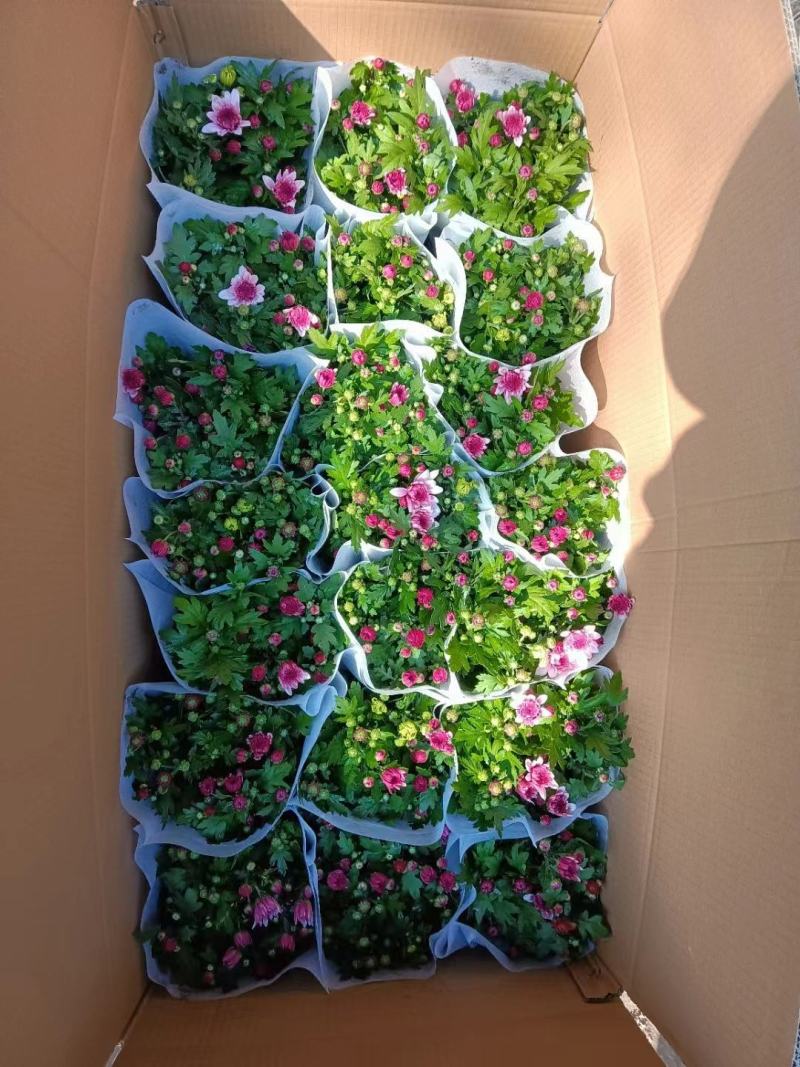 荷兰菊清明专用绿化专用基地直发质量保证