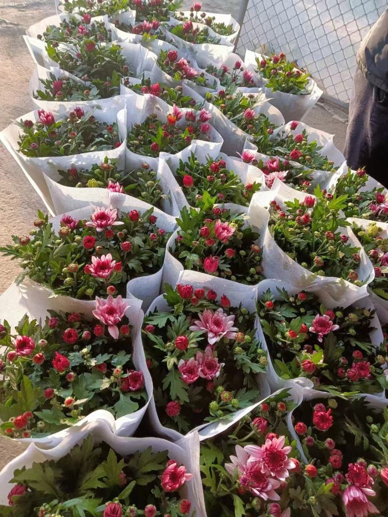 荷兰菊清明专用绿化专用基地直发质量保证