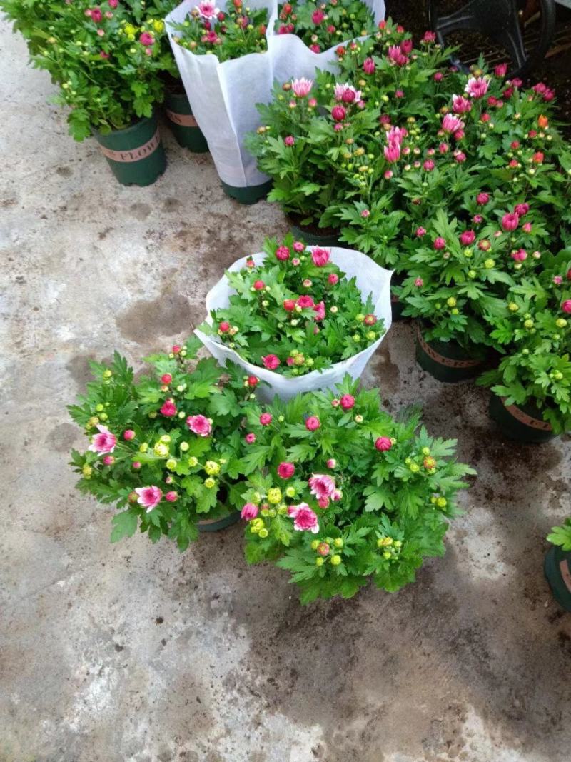 荷兰菊清明专用绿化专用基地直发质量保证