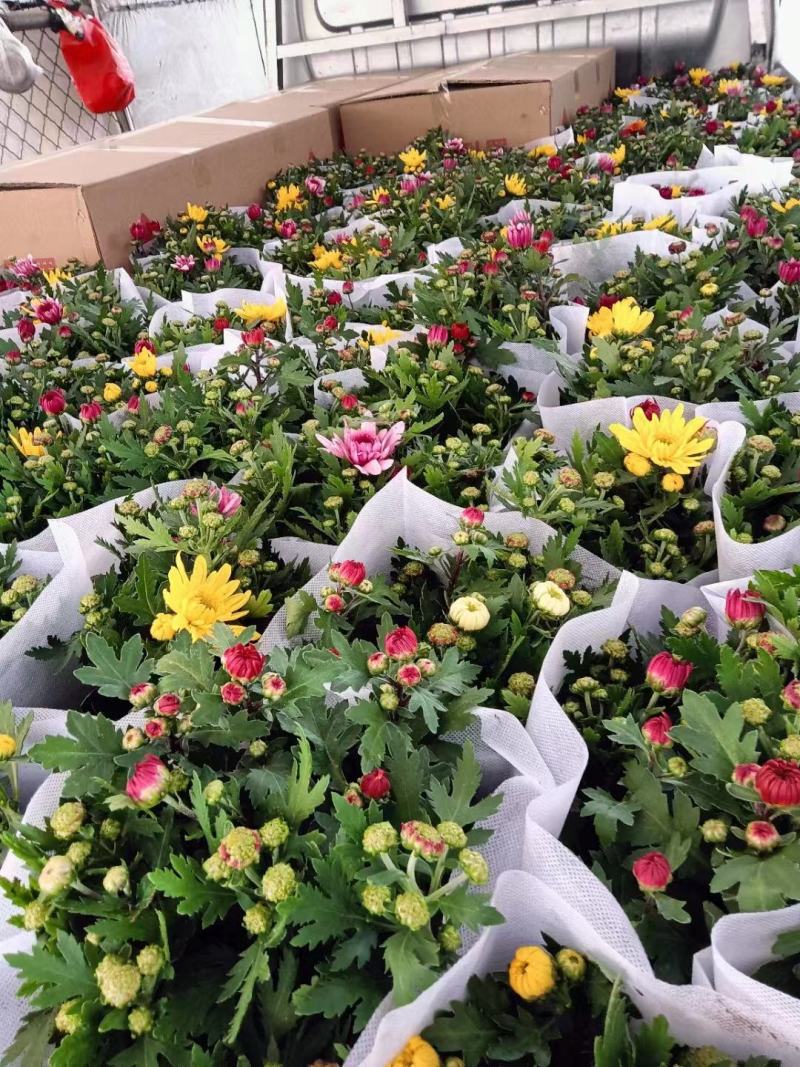 荷兰菊清明专用绿化专用基地直发质量保证