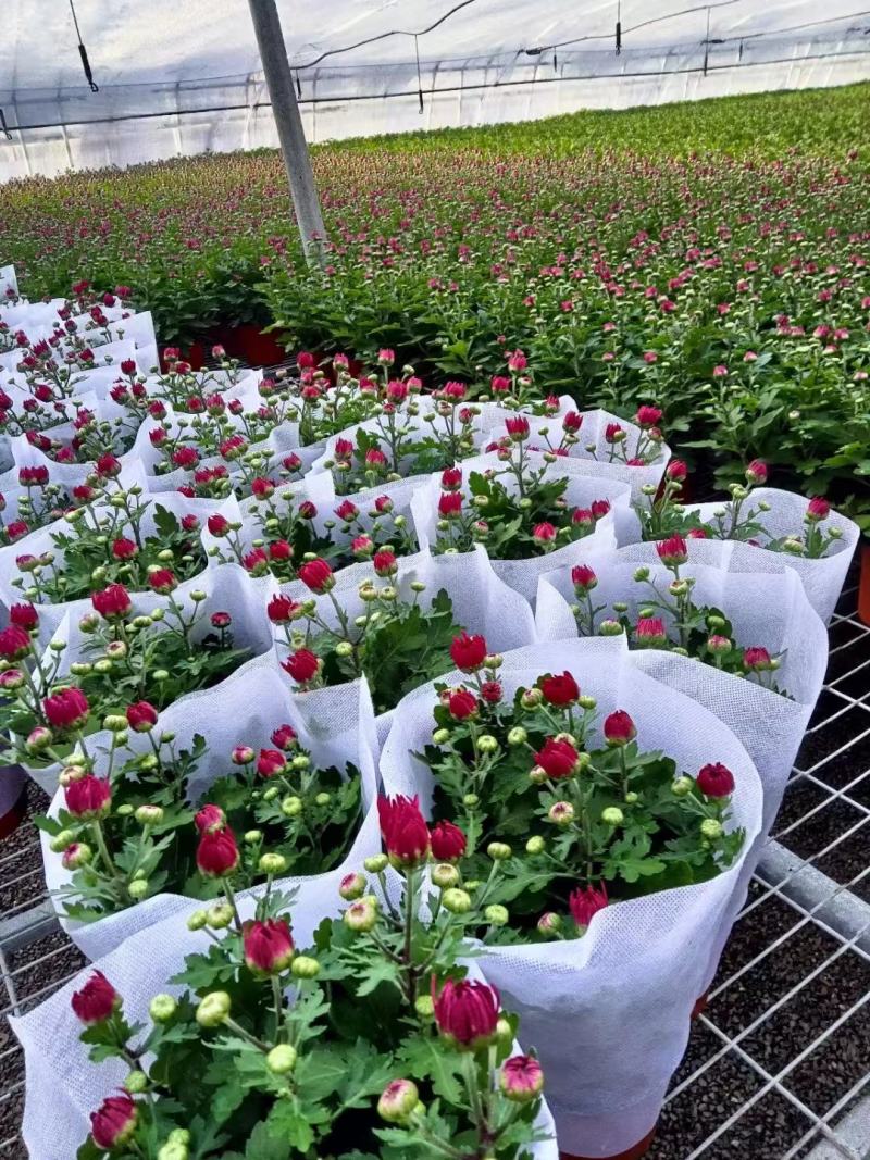 荷兰菊清明专用绿化专用基地直发质量保证