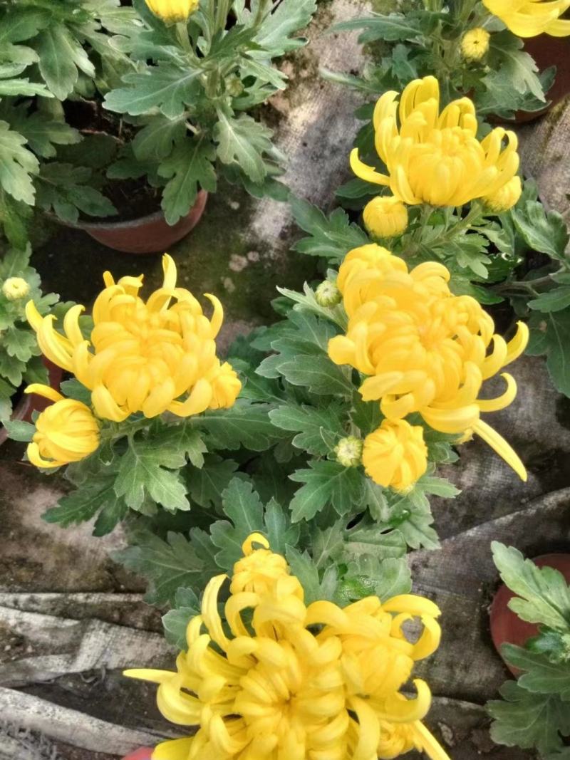 清明国庆专用白黄两色龙爪菊基地直发质量保证