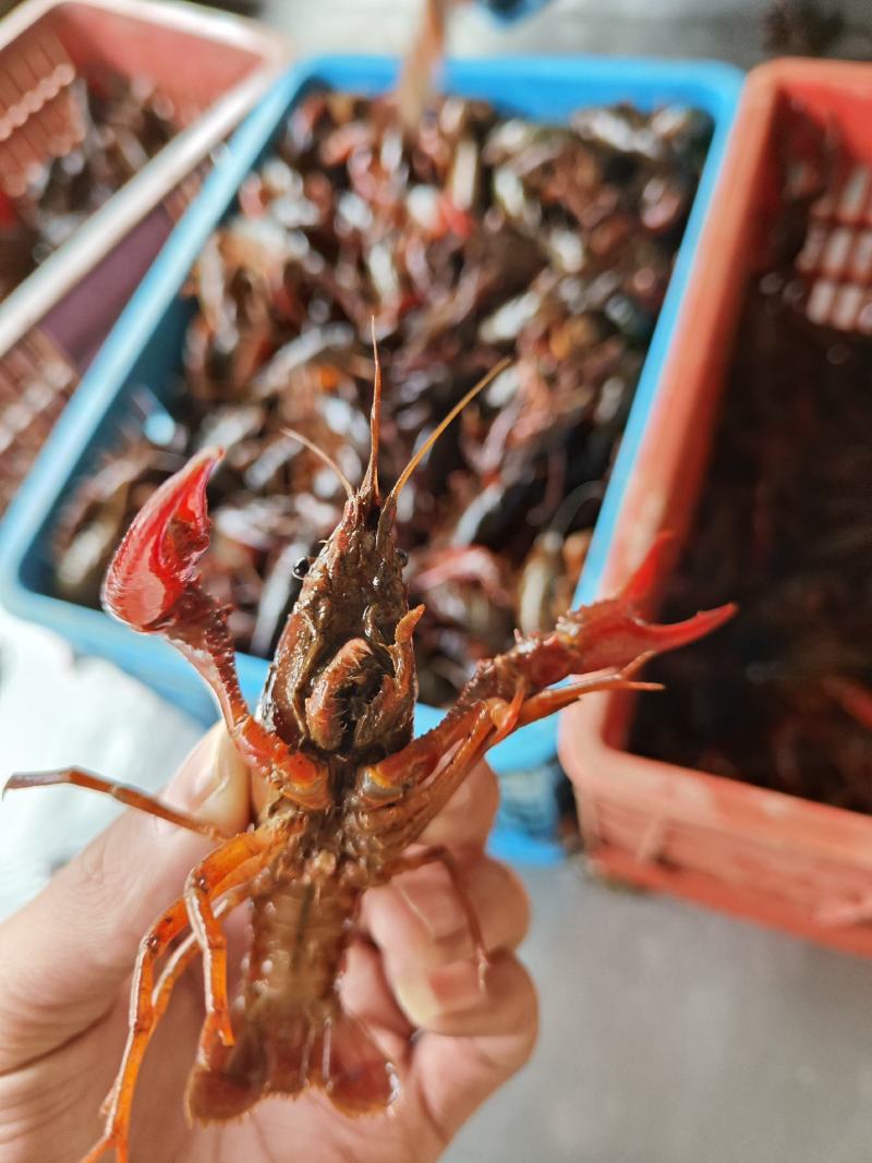 小龙虾，清水养殖，地板无淤泥。全国发货，量大优惠