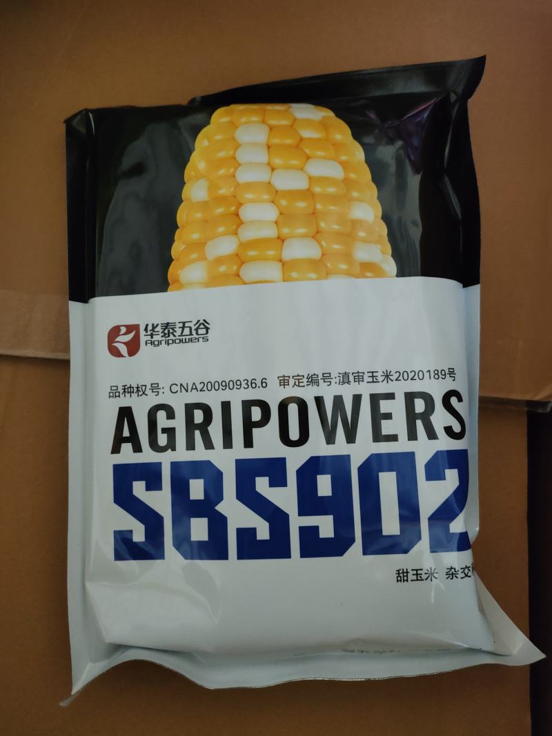 玉米苗