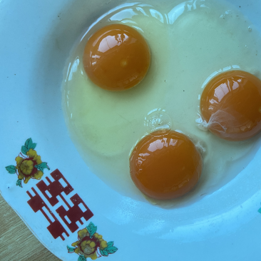自家农场笨鸡蛋批发零售