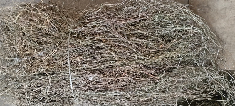 干货蛇舌草