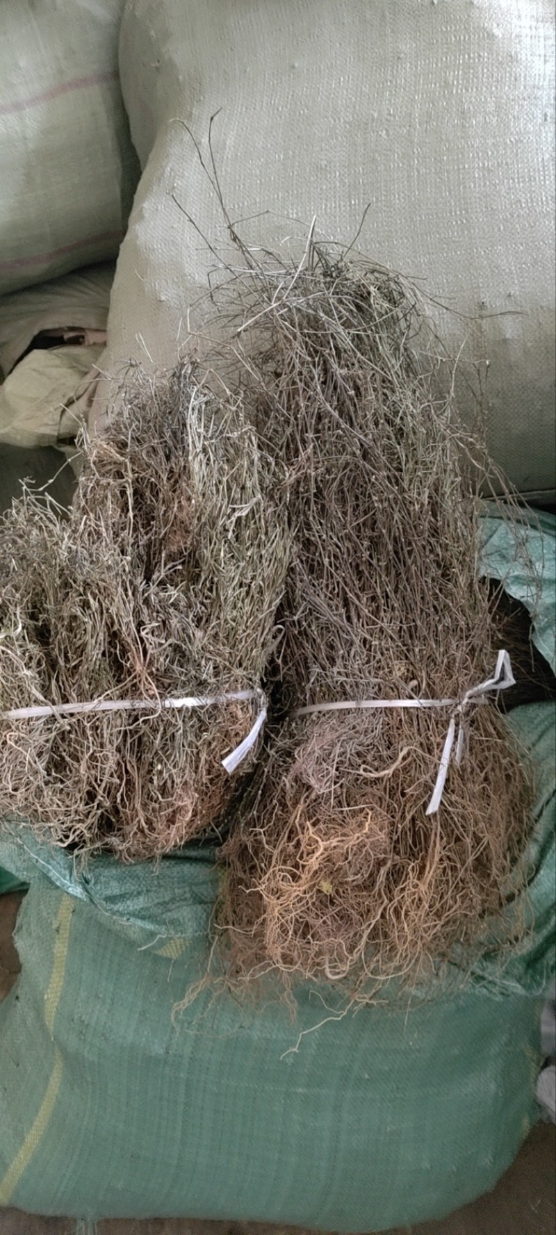 干货蛇舌草