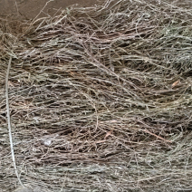 干货蛇舌草