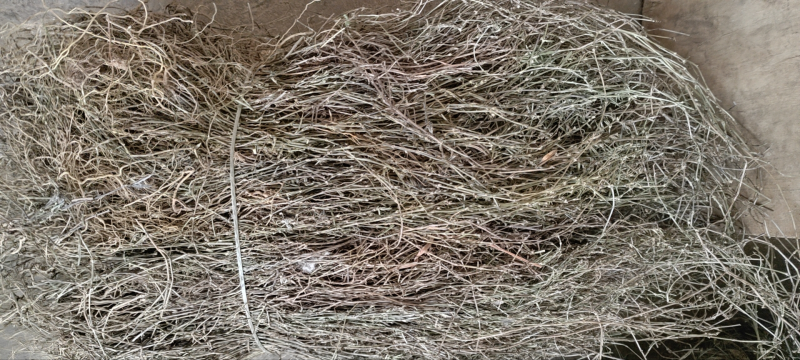 干货蛇舌草