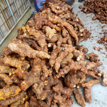 云南白肉大土