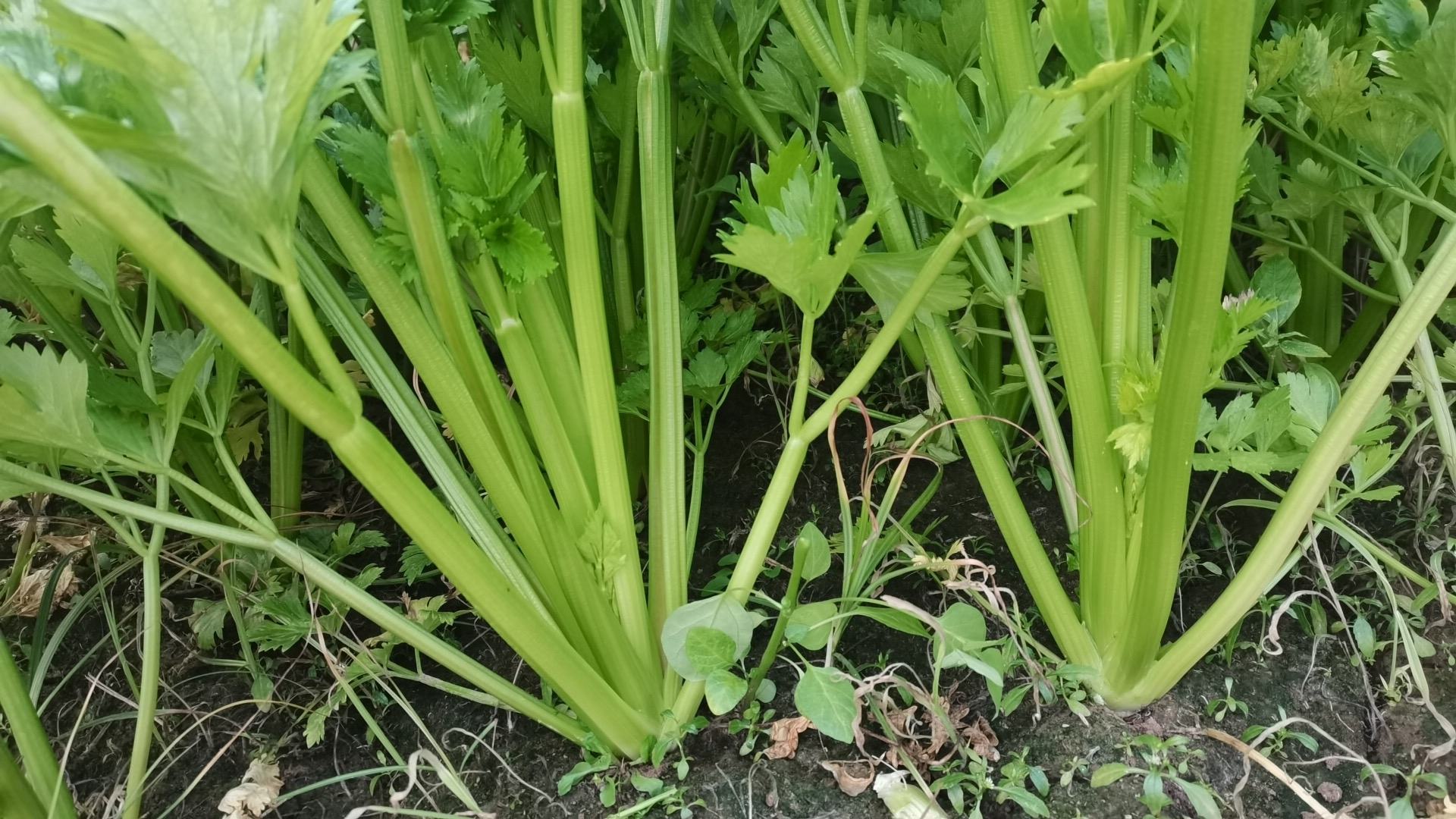香芹与西芹外观对比