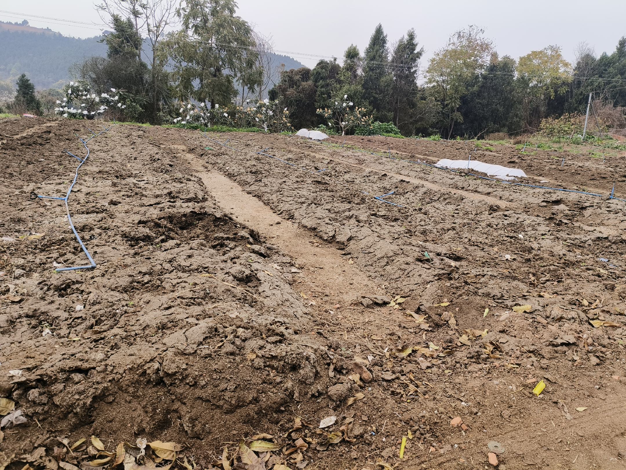 一名农民正在手持小型施肥器将淡黄色颗粒状药剂均匀撒布于耕地表面,身后为刚翻耕过的褐色土壤,远处可见起好的畦垄;现场配有‘噻唑膦颗粒剂’包装袋特写,展示产品标签信息 田间施用颗粒剂进行土壤处理的操作场景
