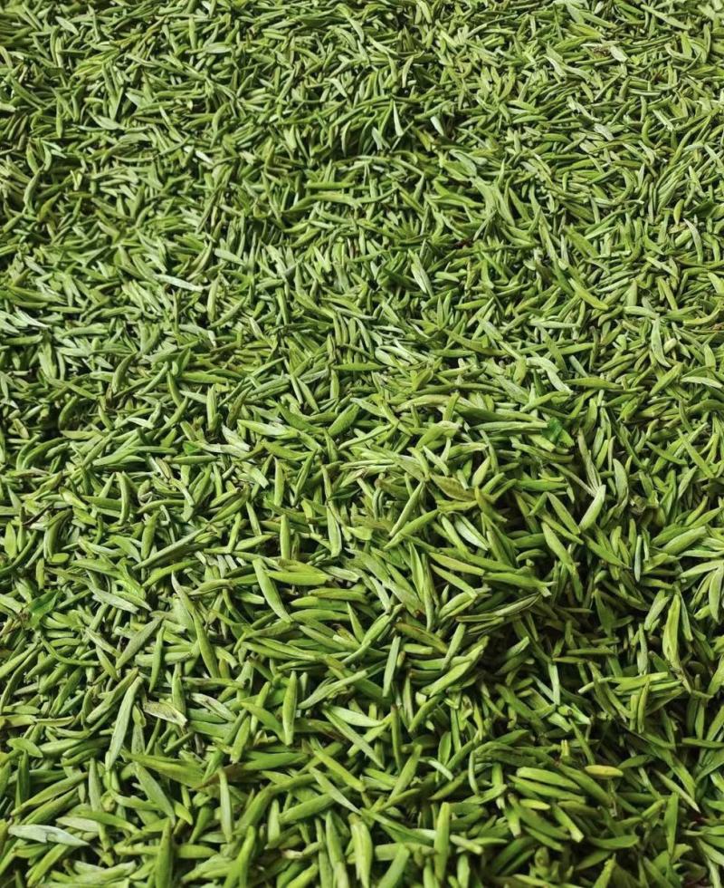 陕西安康紫阳明前绿茶紫阳银针茶散装礼盒装