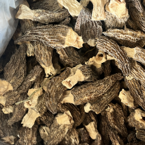 云南野生菌羊肚菌个大肉厚菌味浓价格实惠