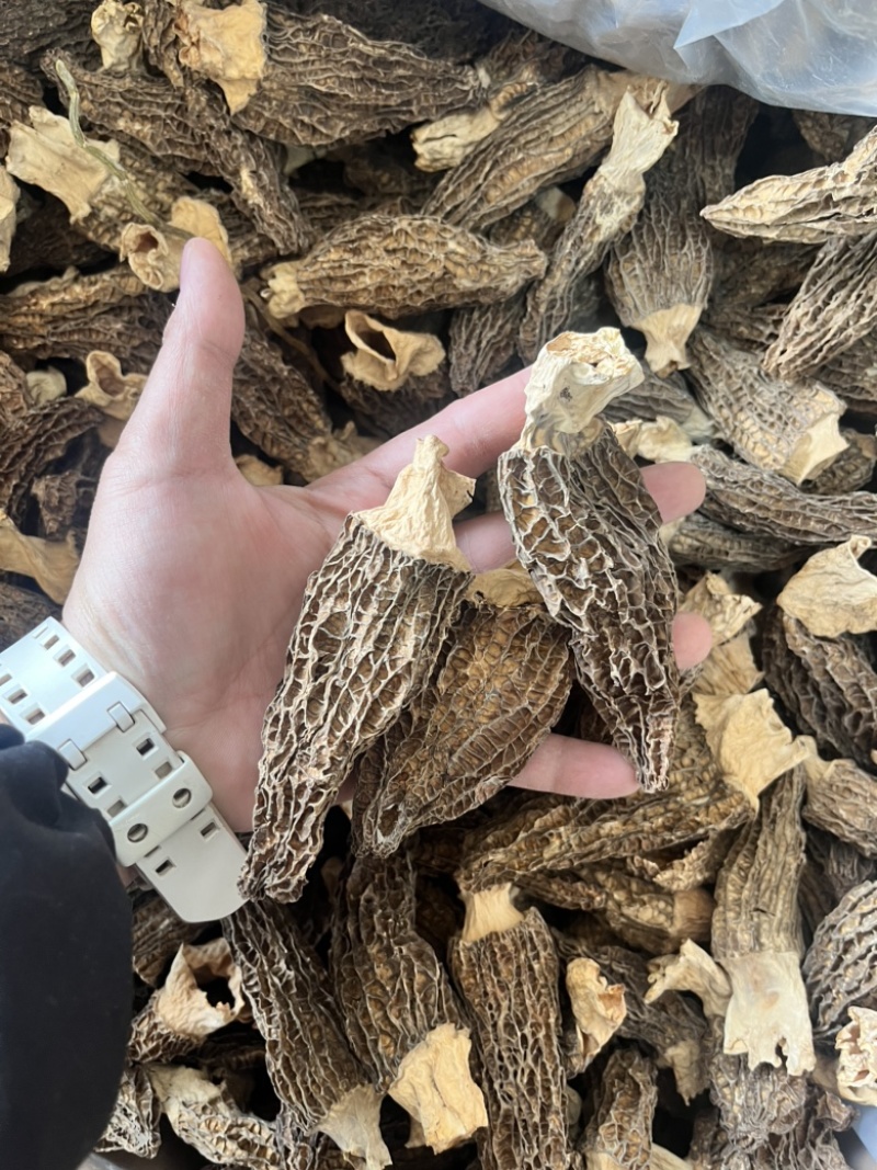 云南野生菌羊肚菌个大肉厚菌味浓价格实惠