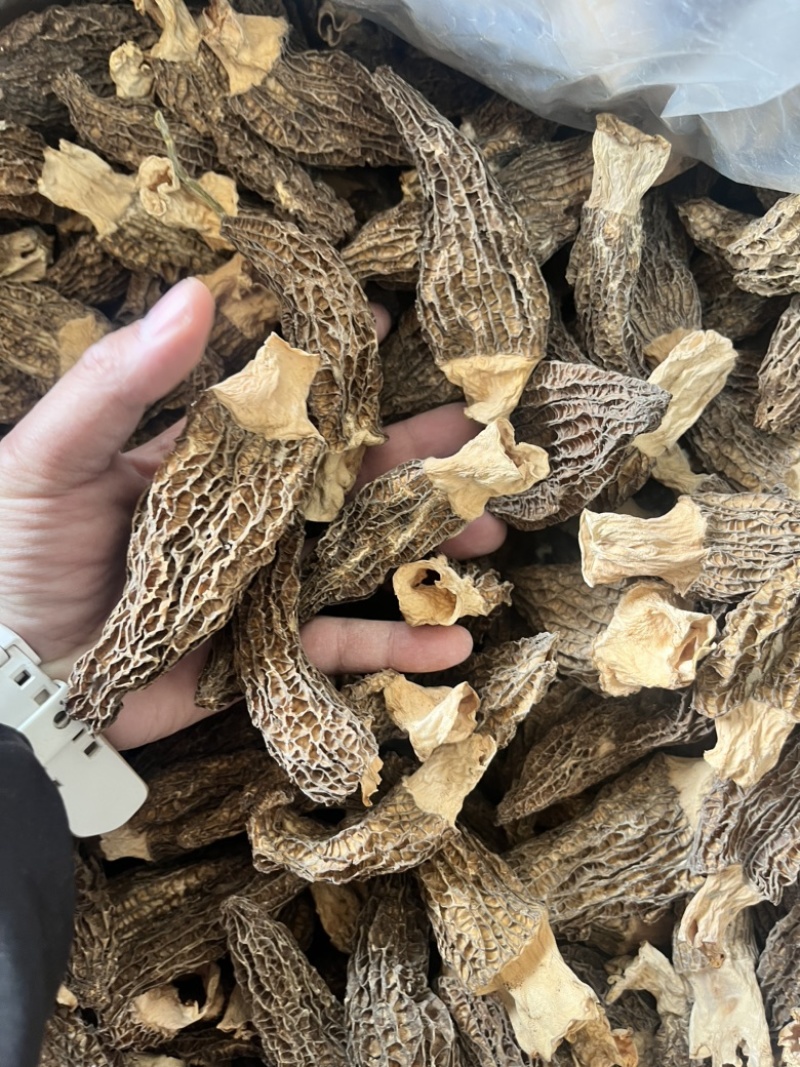 云南野生菌羊肚菌个大肉厚菌味浓价格实惠