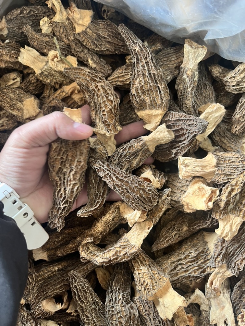 云南野生菌羊肚菌个大肉厚菌味浓价格实惠