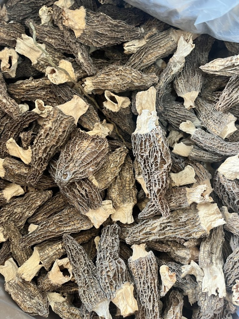 云南野生菌羊肚菌个大肉厚菌味浓价格实惠