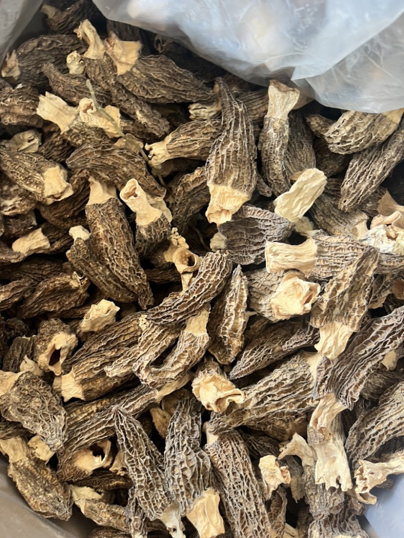 云南野生菌羊肚菌个大肉厚菌味浓价格实惠