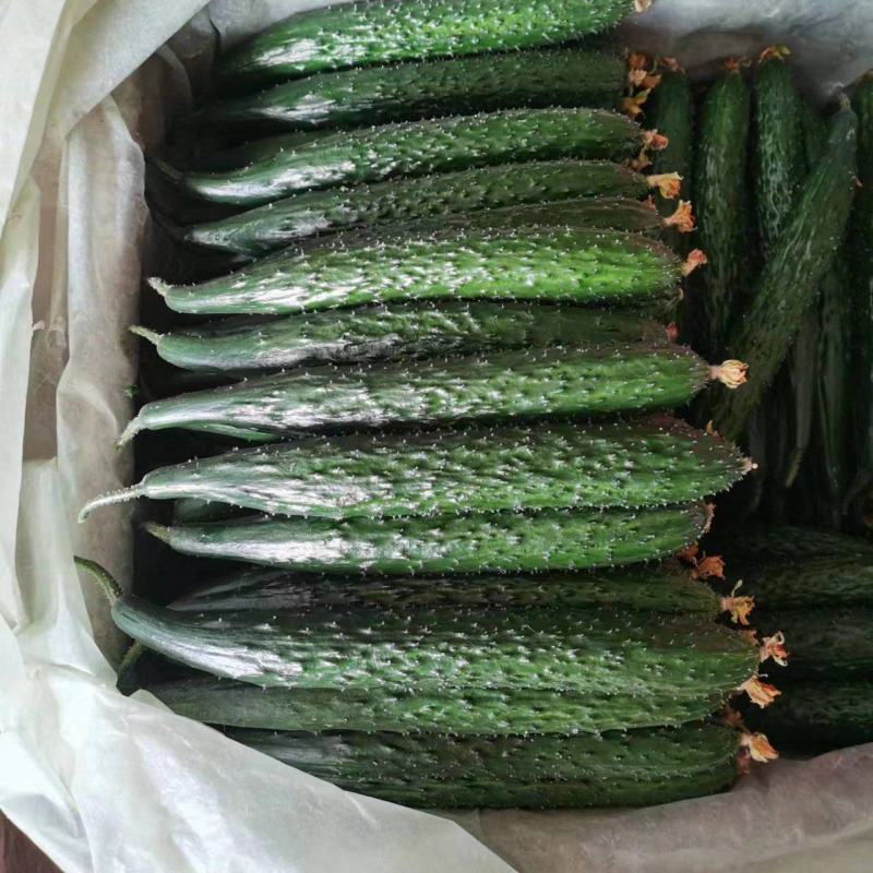山东密刺黄瓜产地直发品质保证一手货源量大从优