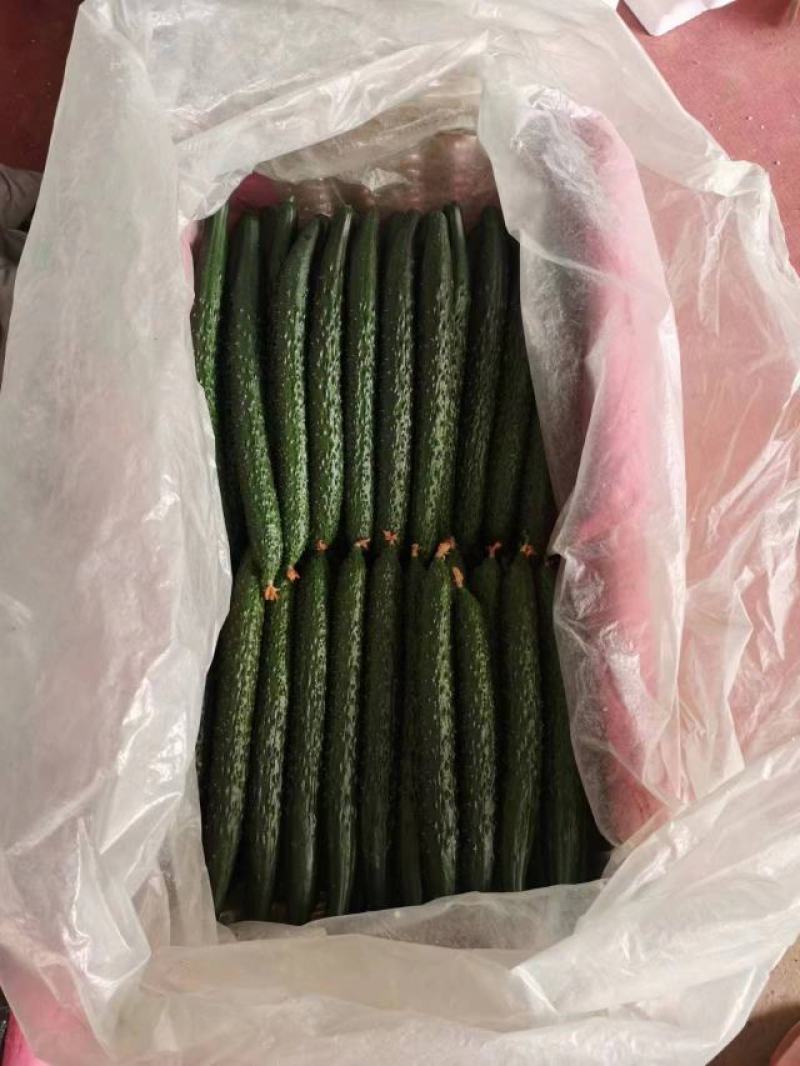 山东密刺黄瓜产地直发品质保证一手货源量大从优