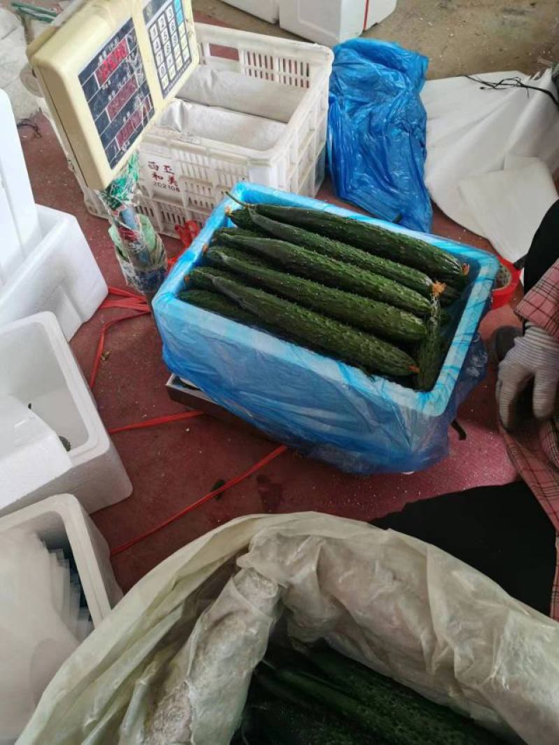 山东密刺黄瓜产地直发品质保证一手货源量大从优