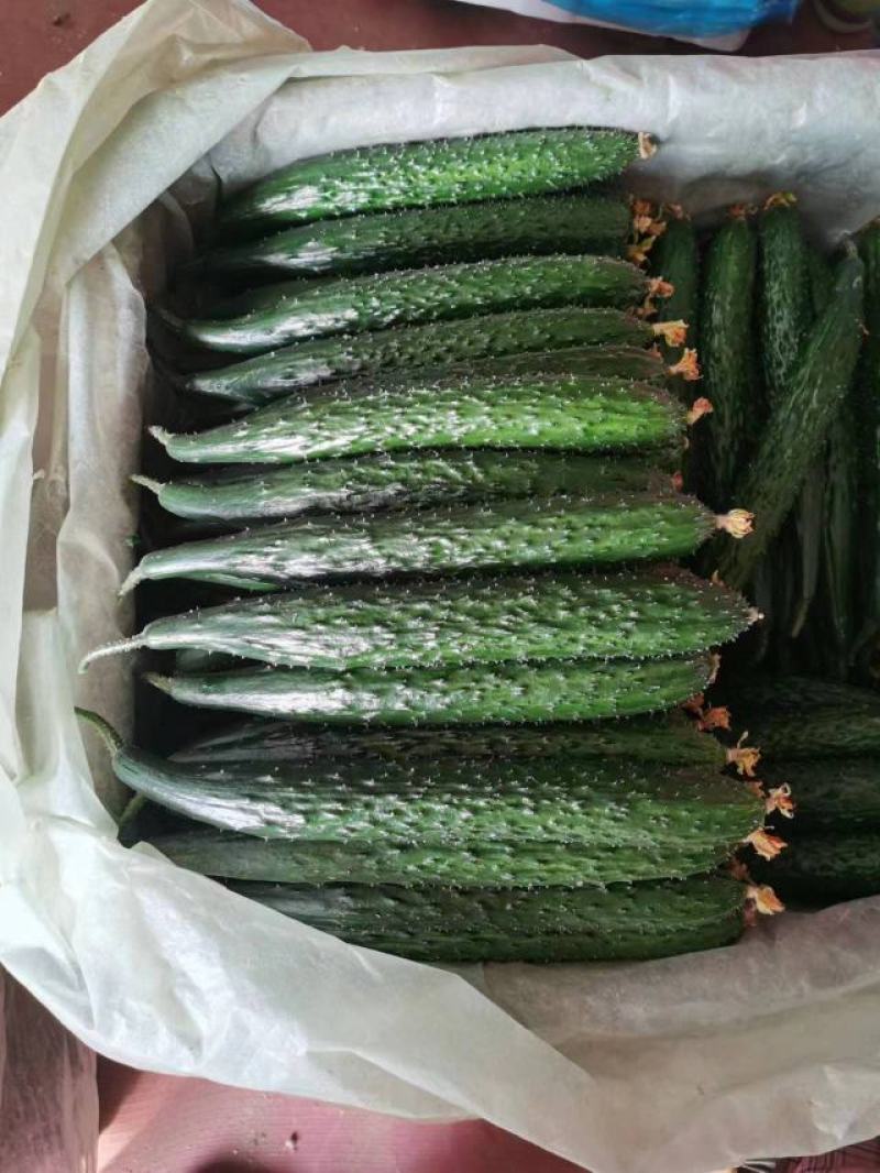 山东密刺黄瓜产地直发品质保证一手货源量大从优